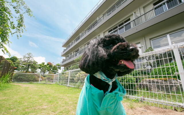 ペットと⼀緒にくつろげるホテルのご案内イメージ