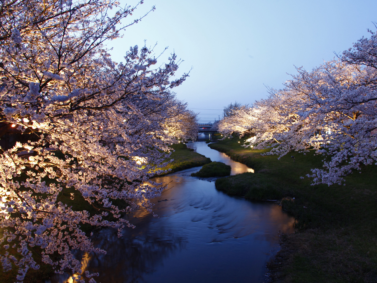 桜の季節です！玉造温泉の夜桜鑑賞がオススメです